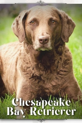 Chesapeake Bay Retriever: Dog breed overview and guide by Pustova, Nina
