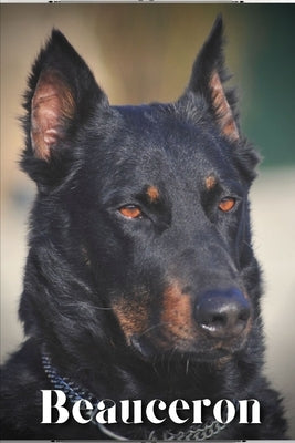 Beauceron: Dog breed overview and guide by Pustova, Nina