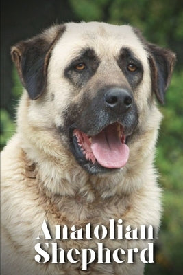 Anatolian Shepherd: How to train your dog and raise from puppy correctly by Pustova, Nina