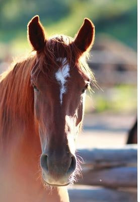 Kid's Equine Photography Book: Volume One by Wunderlich, Jordan