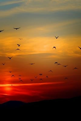 Sunset Flight: Beautiful by Journals, Planners and