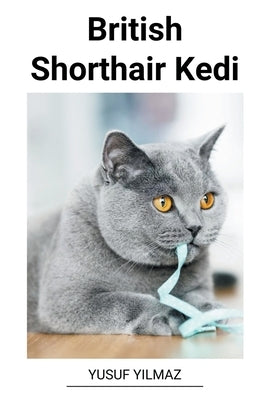British Shorthair Kedi by Yilmaz, Yusuf