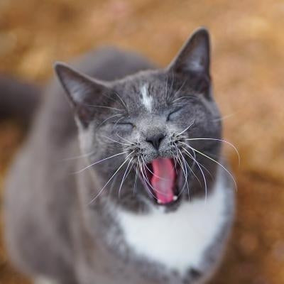 Colorado Barn Cats - Skunk and Chauncey by Wunderlich, Jordan