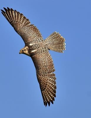 Falcon: Birds of Prey in the Genus Falco, Which Includes about 40 Species. Falcons Are Widely Distributed on All Continents of by Journals, Planners and