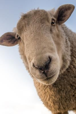 Sheep: Domestic Sheep Are Quadrupedal, Ruminant Mammals Typically Kept as Livestock. Like Most Ruminants, Sheep Are Members o by Journals, Planners and