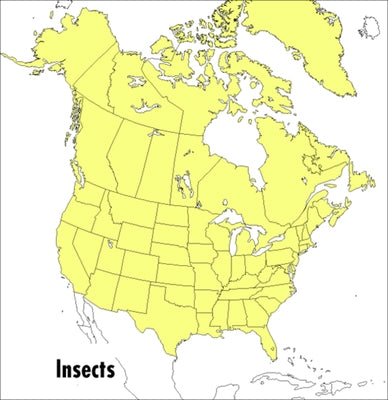 A Peterson Field Guide to Insects: America North of Mexico by Borror, Donald J.